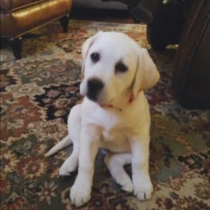 Meet your Posher, Jeannie